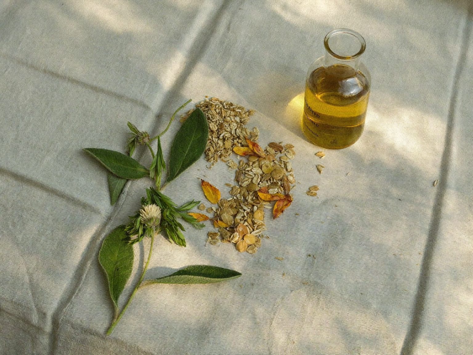 Sauge, calendula et avoine